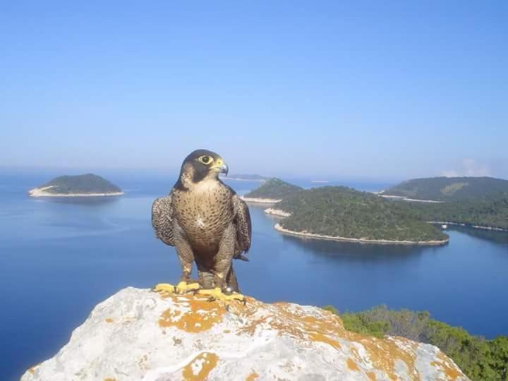 Dragovoda Bay Uble المظهر الخارجي الصورة